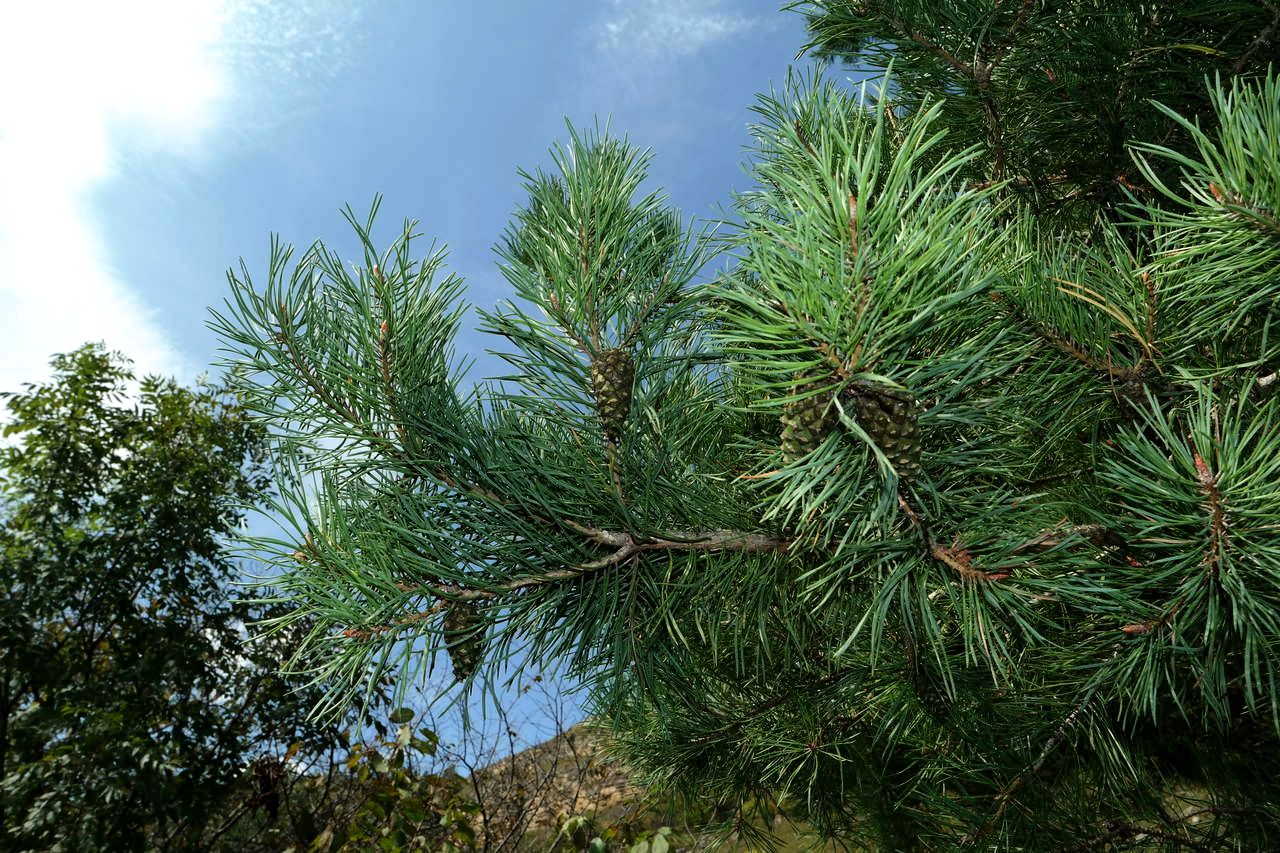 Image of Pinus sylvestris ssp. hamata specimen.