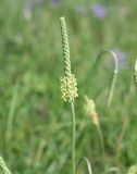 Plantago salsa. Верхушка побега с соцветием. Казахстан, Восточно-Казахстанская обл., Уланский р-н, окр. с. Украинка, луг, обочина грунтовой дороги. 19.07.2012.