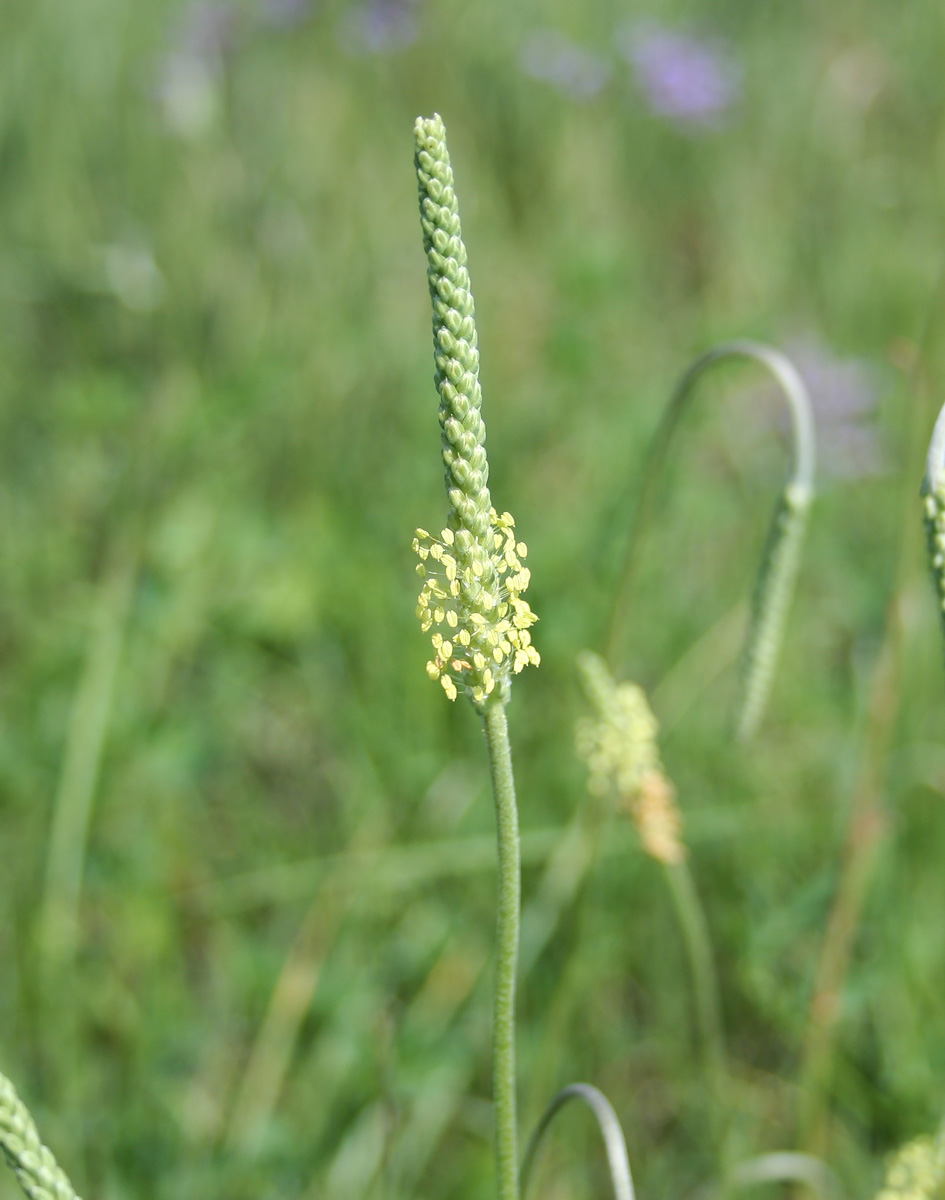 Image of Plantago salsa specimen.