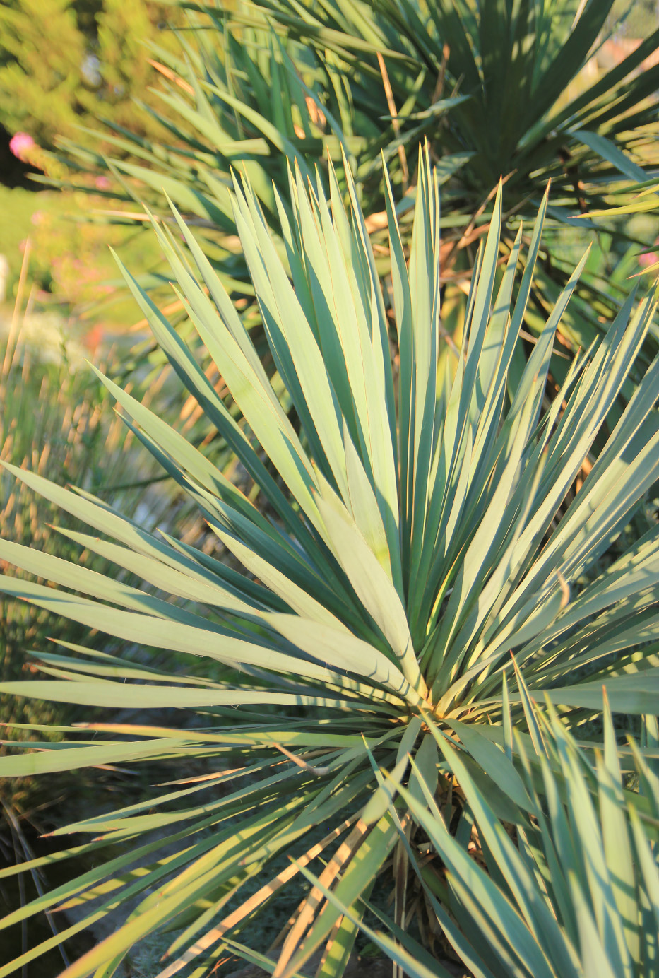 Image of Yucca &times; schottii specimen.