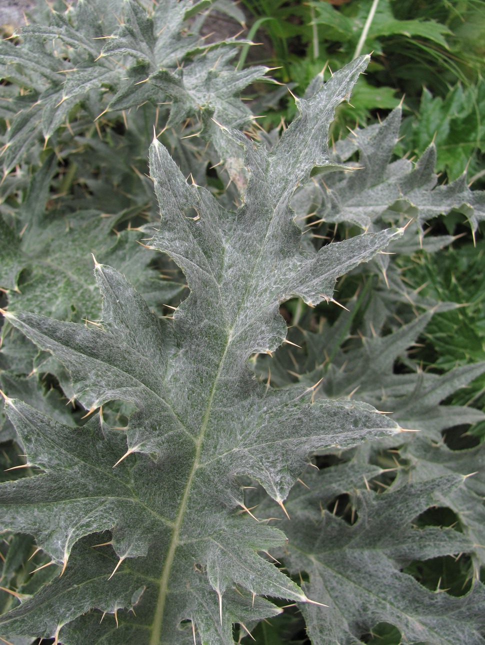 Изображение особи Cirsium cephalotes.