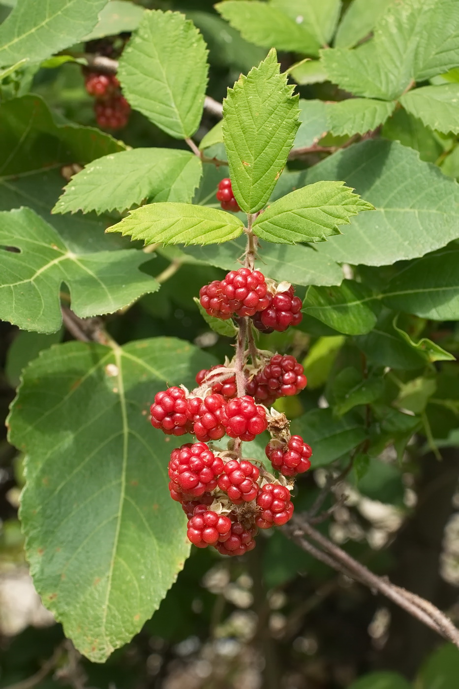 Изображение особи Rubus sanctus.