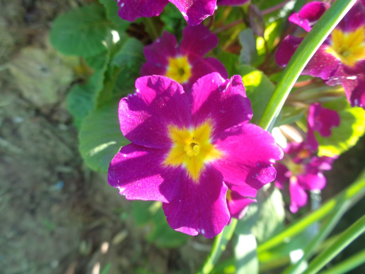 Изображение особи Primula × polyantha.