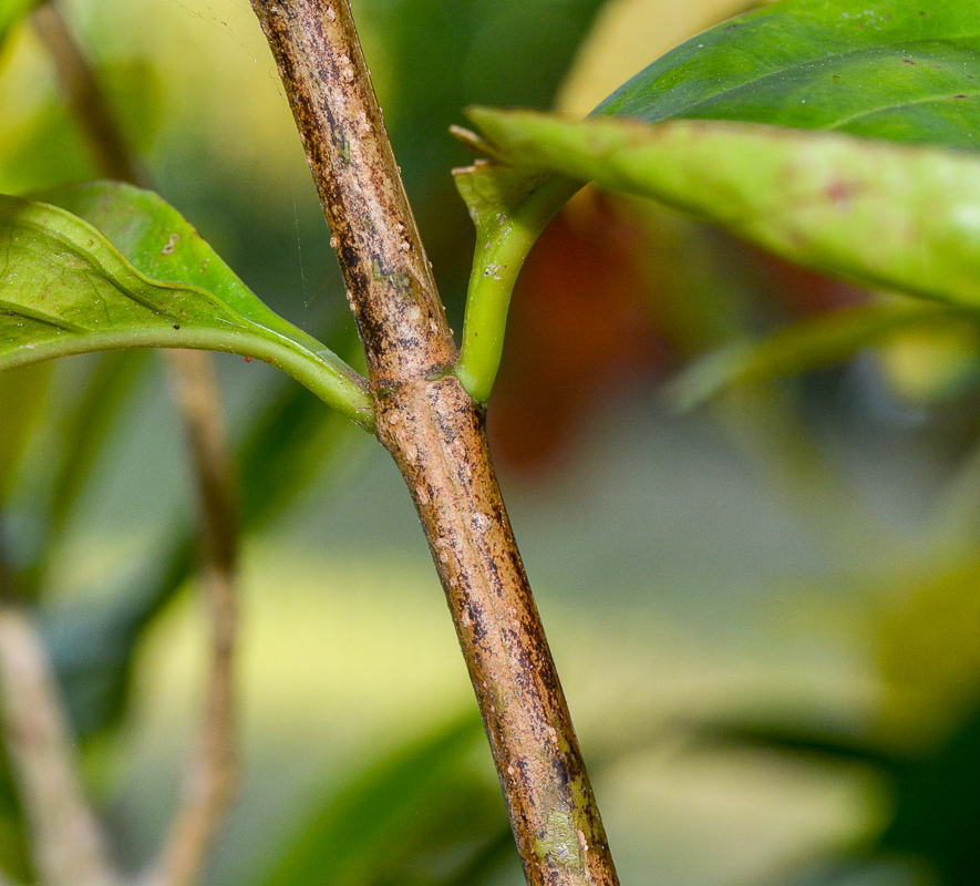 Image of Pseuderanthemum carruthersii specimen.