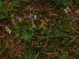 Vicia nervata