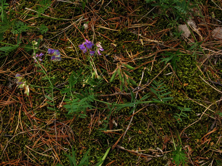 Изображение особи Vicia nervata.