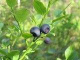 Vaccinium myrtillus. Часть веточки со зрелыми плодами. Архангельская обл., Вельский р-н, окр. ст. Солга, заболоченный лес. 13.08.2012.