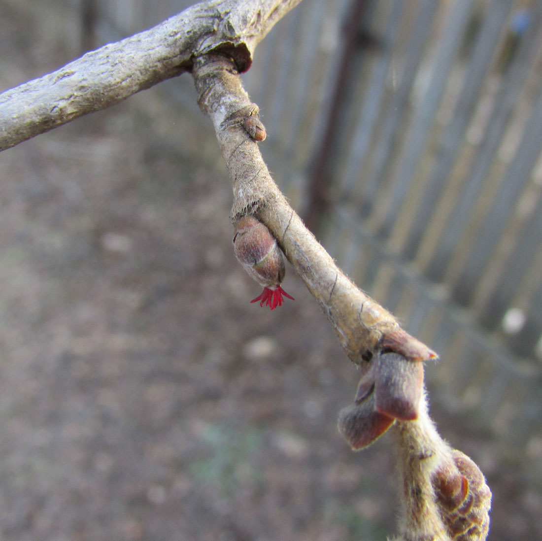 Image of Corylus colurna specimen.