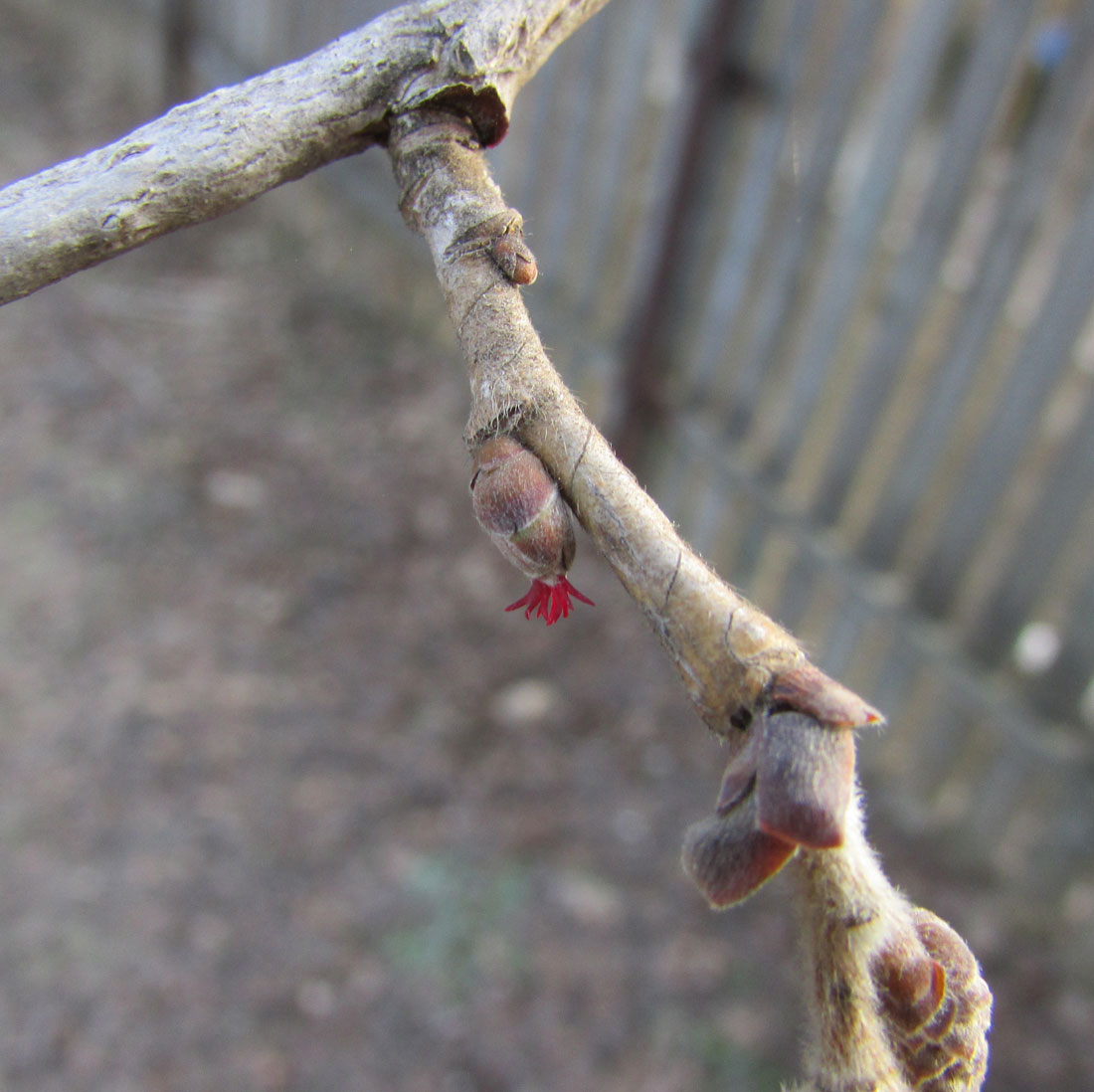 Изображение особи Corylus colurna.