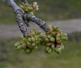 Image of taxon representative. Author is Сергей Наумов