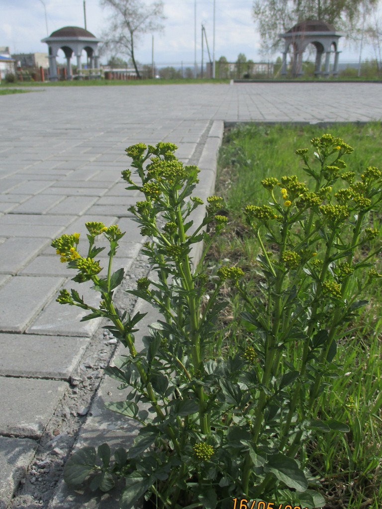 Image of Barbarea arcuata specimen.