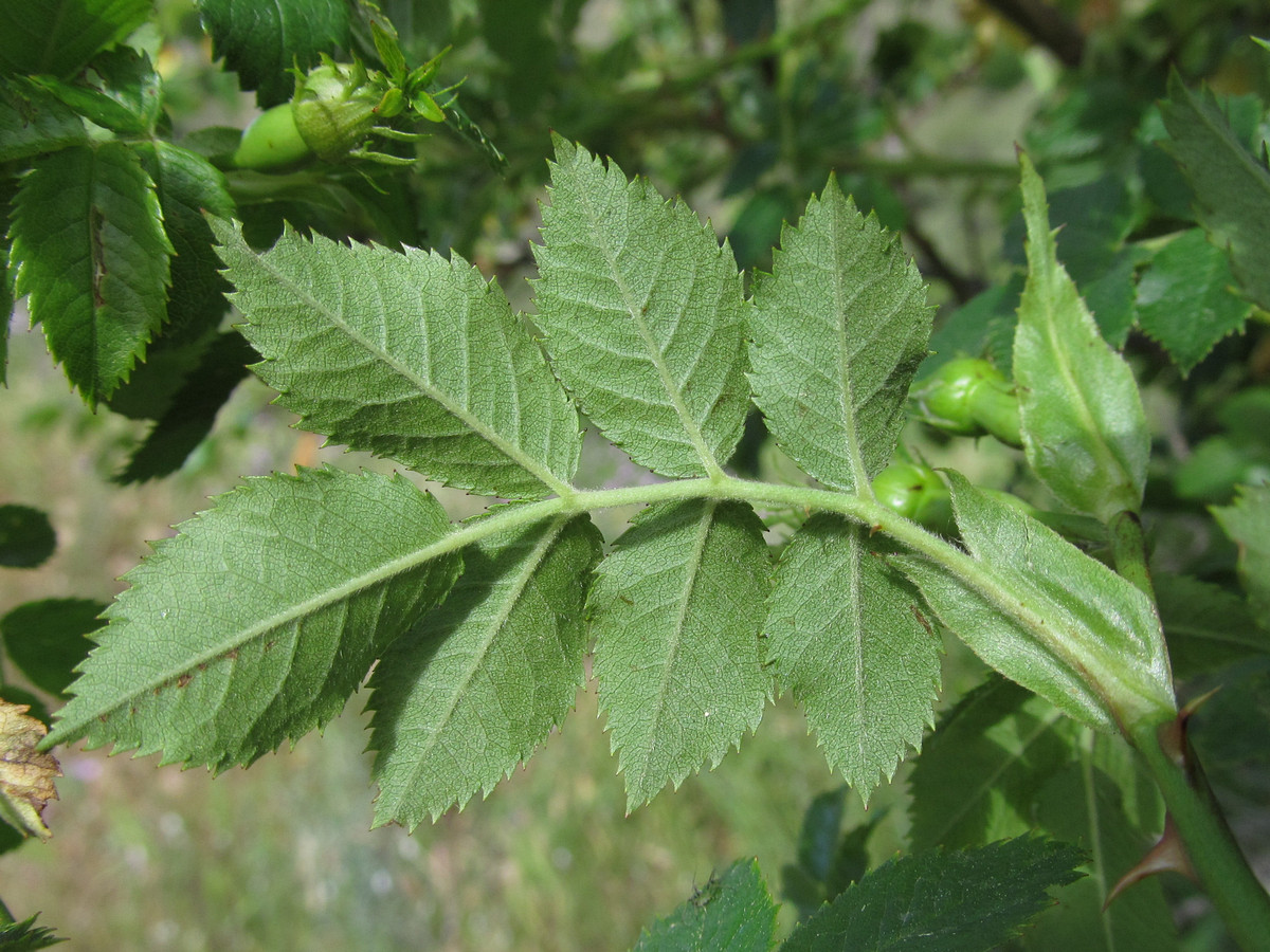 Image of Rosa corymbifera specimen.