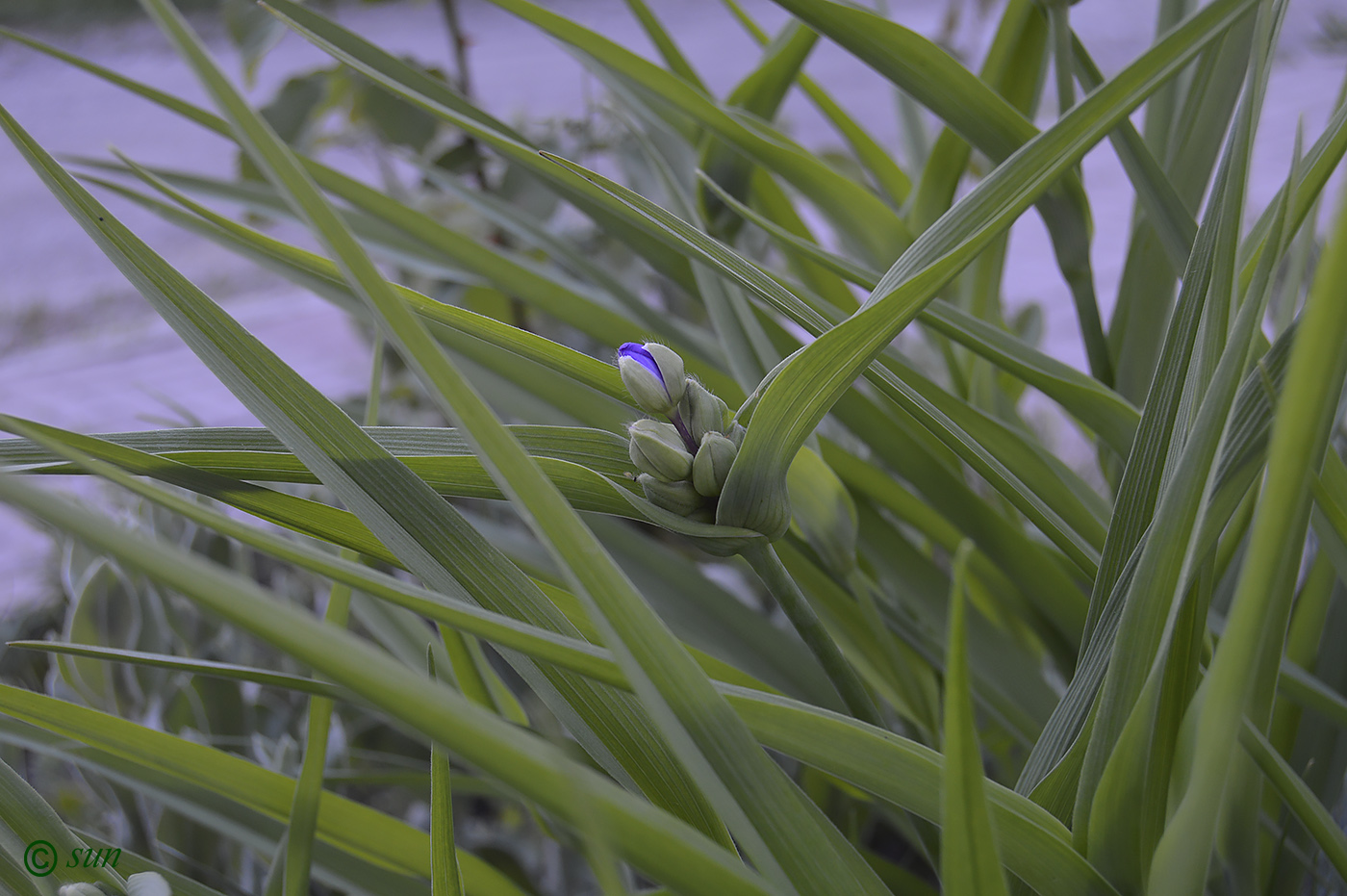 Изображение особи Tradescantia virginiana.