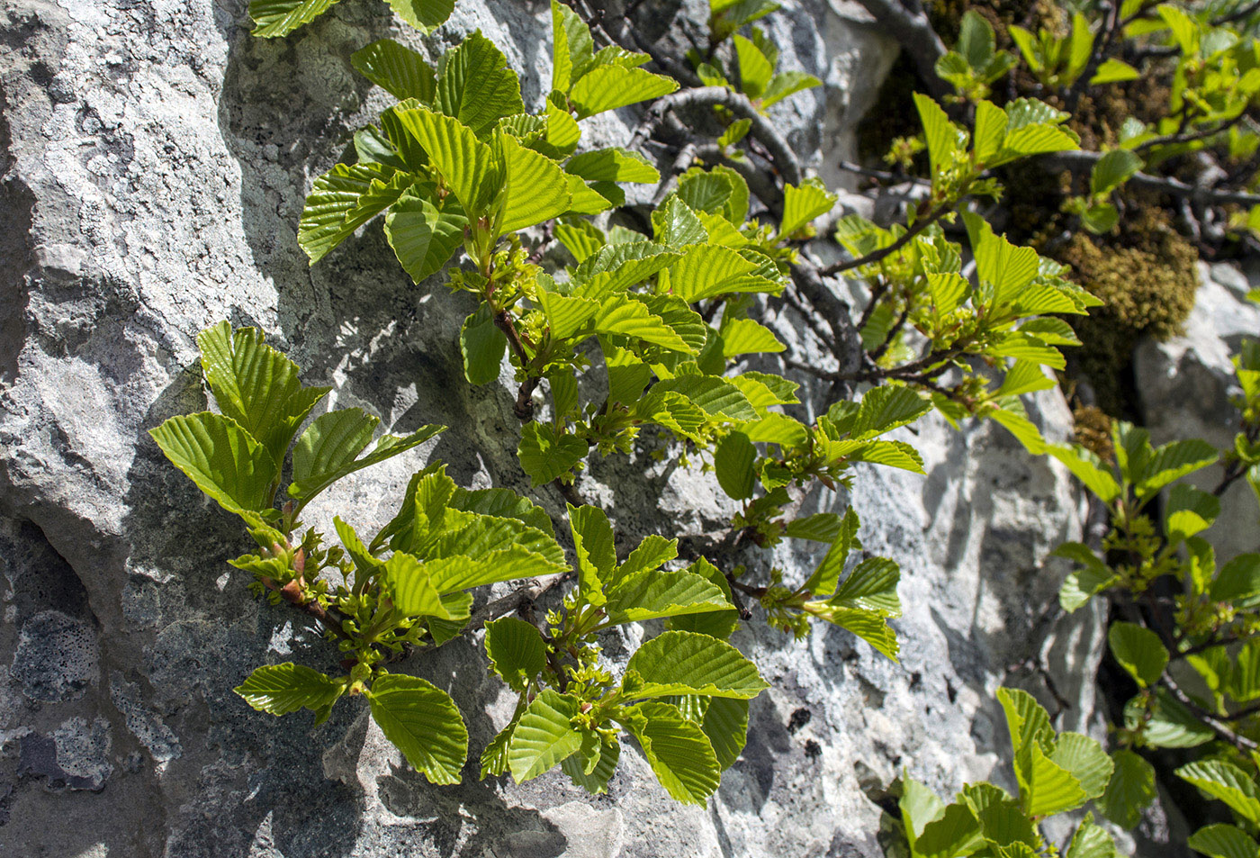 Image of Rhamnus microcarpa specimen.