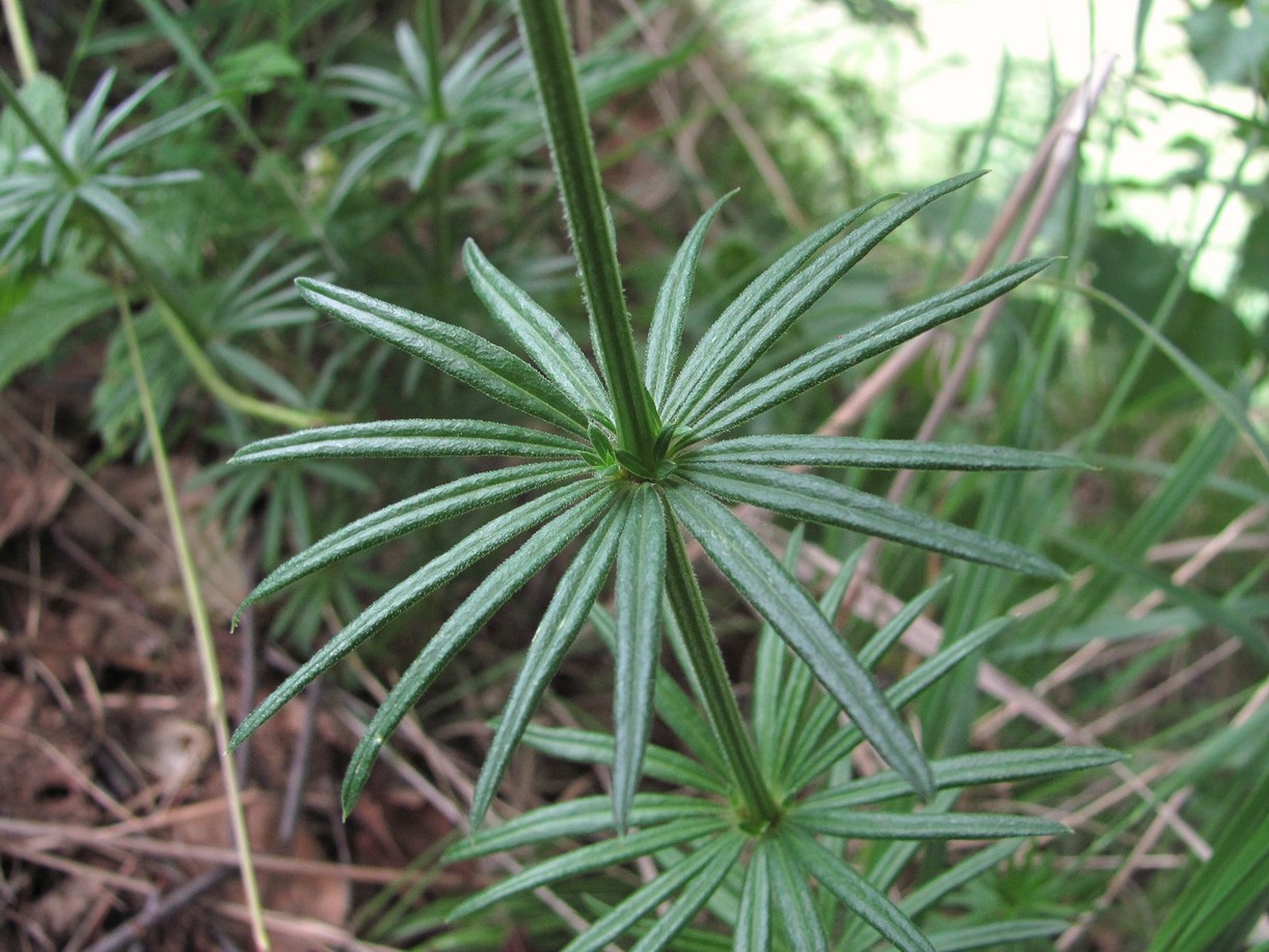 Изображение особи Asperula molluginoides.