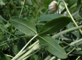 Trifolium trichocephalum