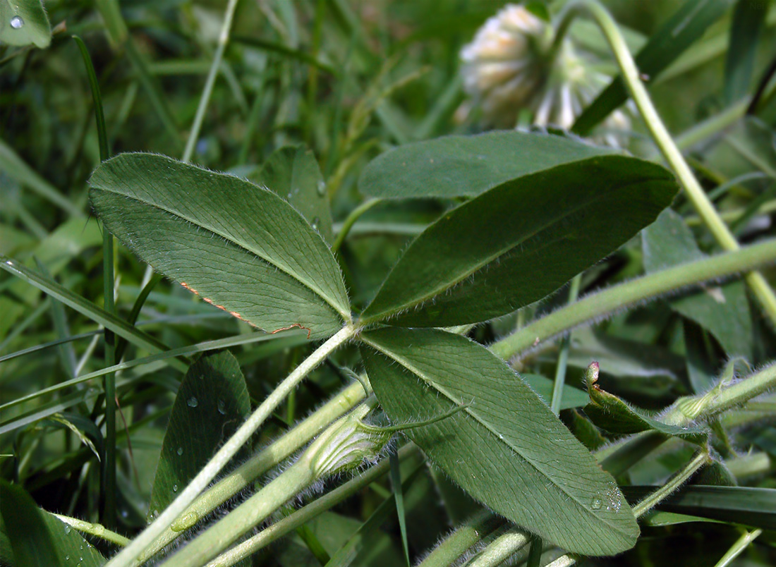 Image of Trifolium trichocephalum specimen.