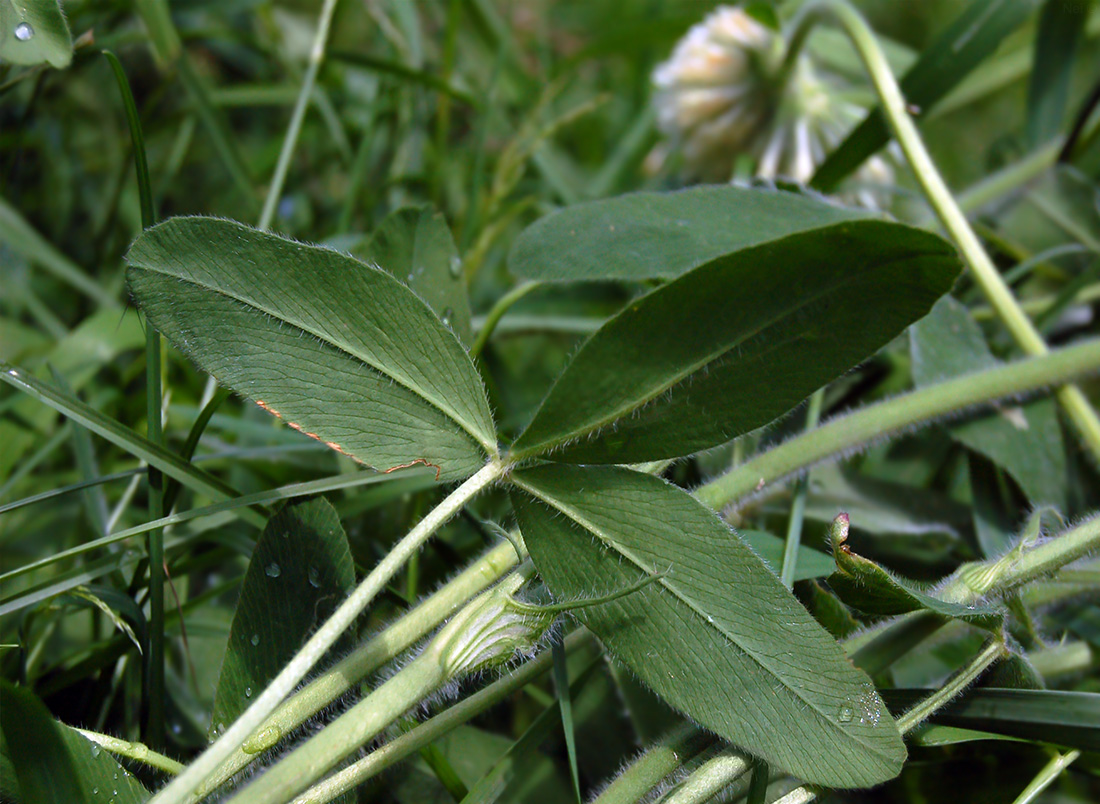 Изображение особи Trifolium trichocephalum.