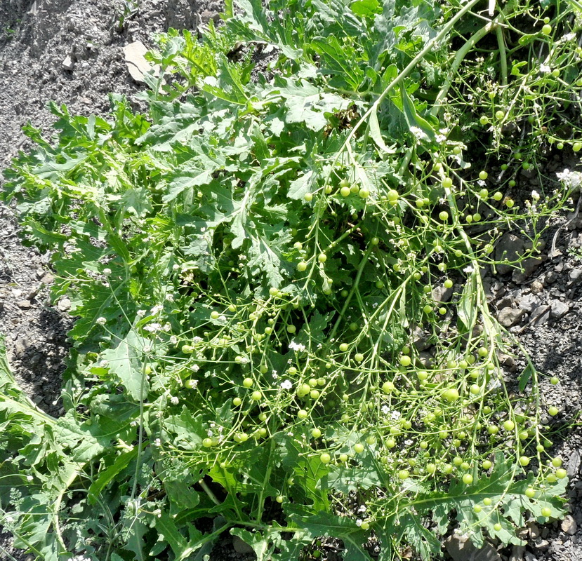 Изображение особи род Crambe.