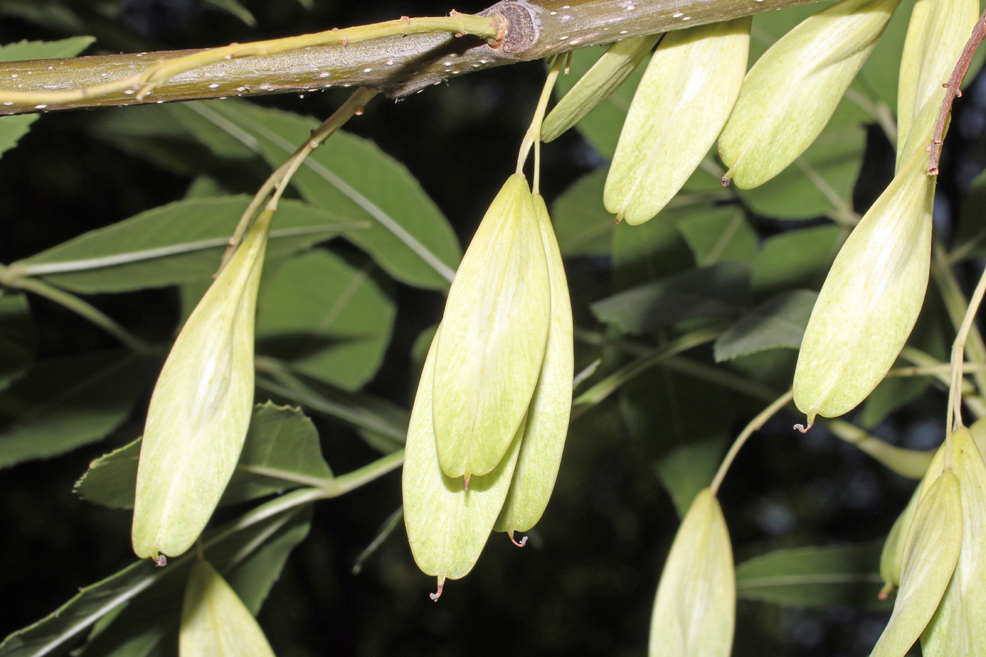 Image of Fraxinus excelsior specimen.