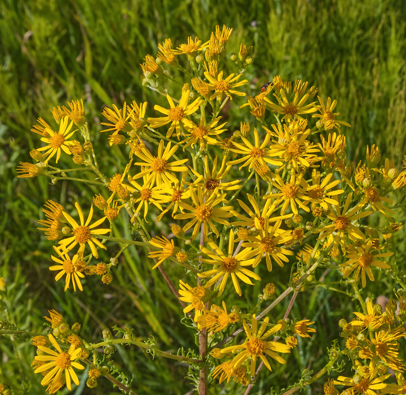 Изображение особи Senecio jacobaea.