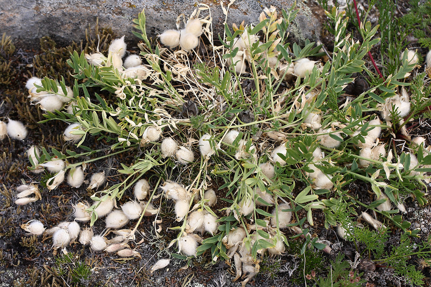 Image of Oxytropis leucotricha specimen.