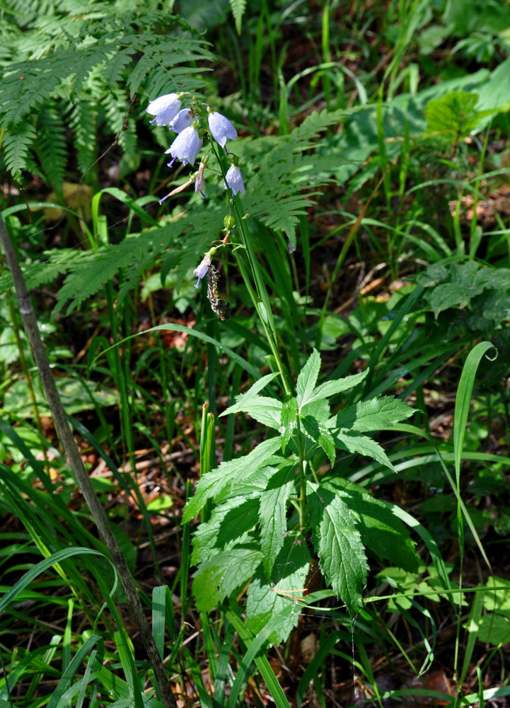 Изображение особи Adenophora liliifolia.