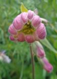 Digitalis purpurea