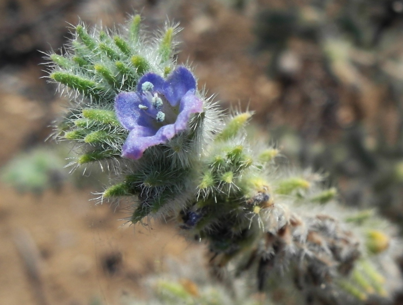 Изображение особи Echium angustifolium.