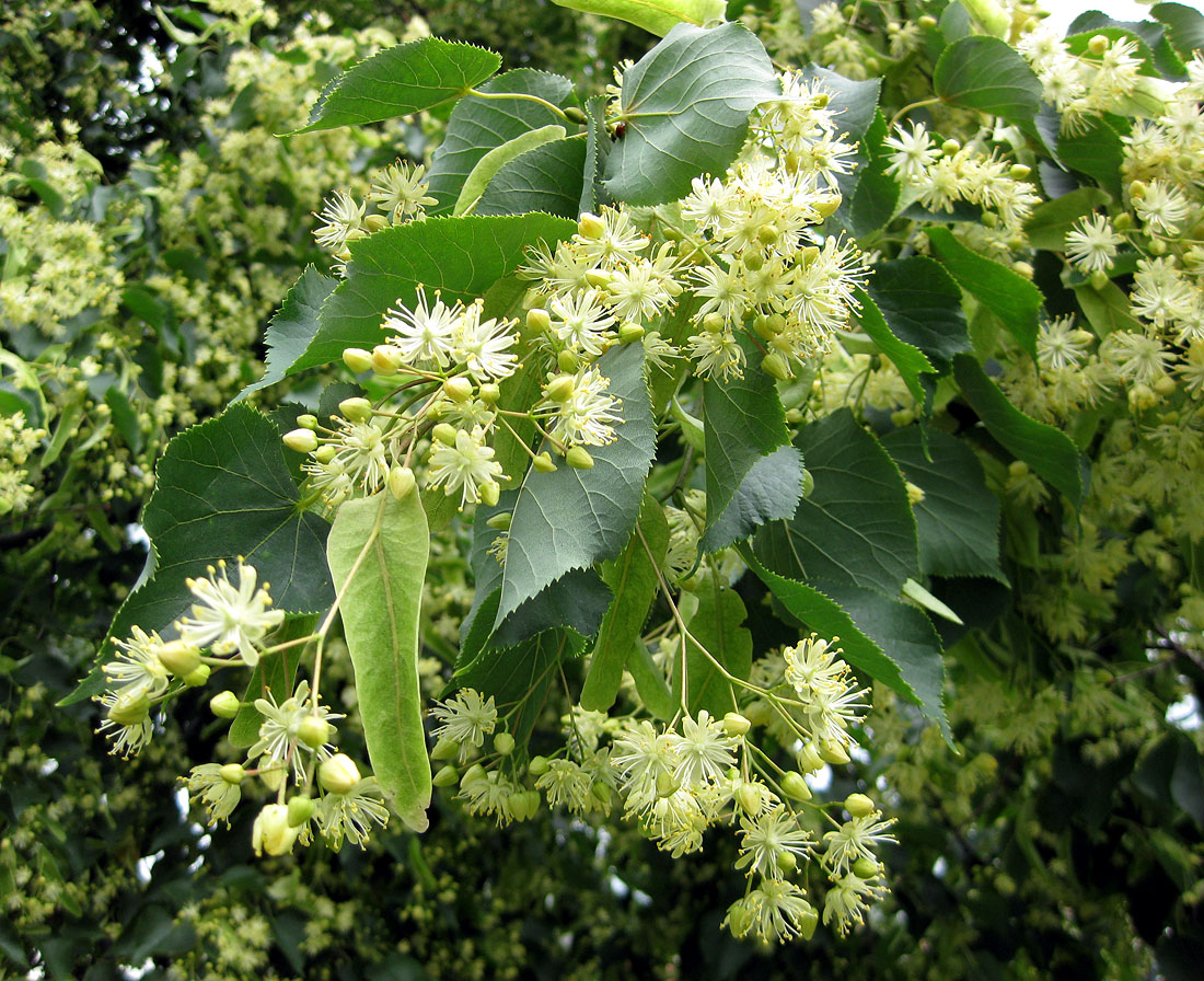 Image of genus Tilia specimen.