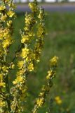 Verbascum lychnitis. Часть соцветия. Республика Татарстан, г. Набережные Челны, Автозаводский р-н, луговина вблизи Боровецкого моста. 01.09.2019.