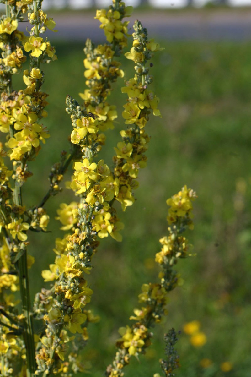 Изображение особи Verbascum lychnitis.