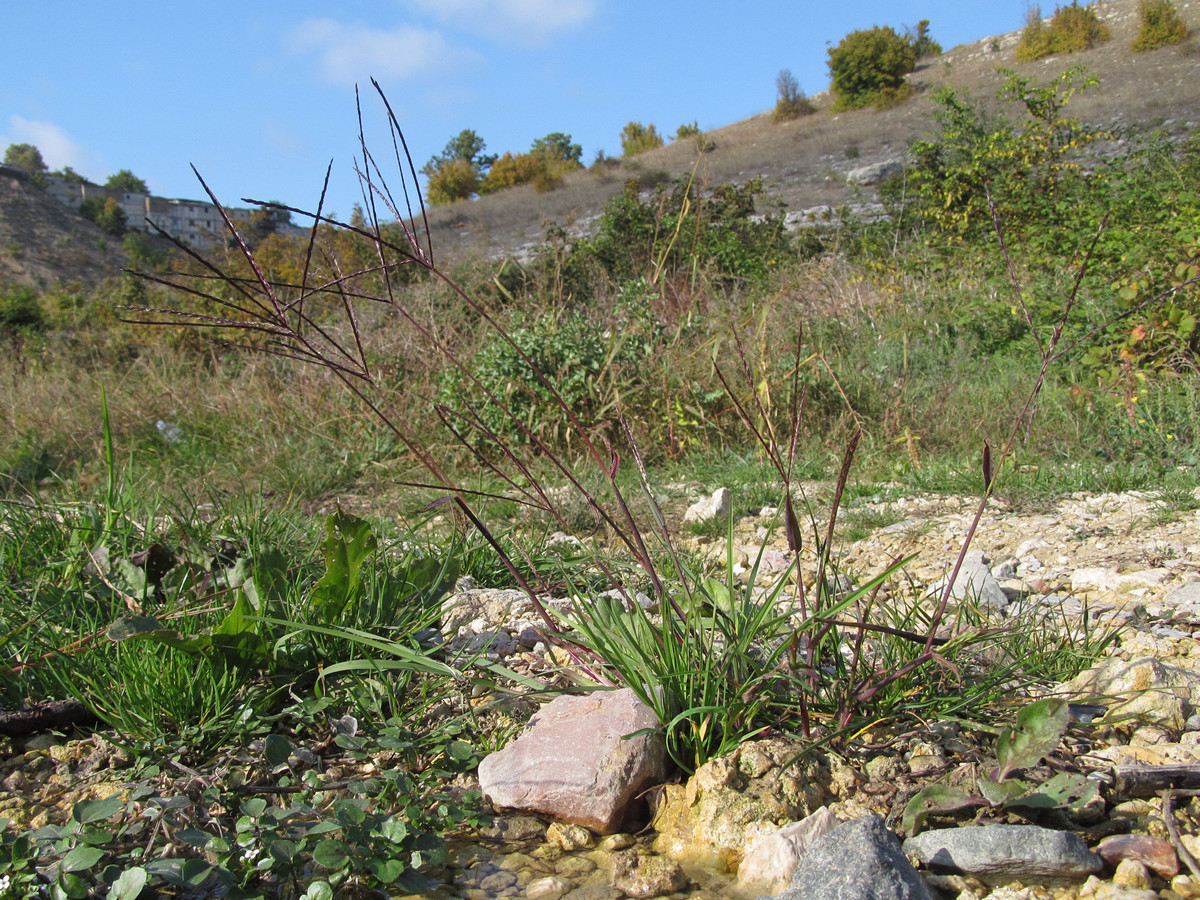 Image of Digitaria sanguinalis specimen.