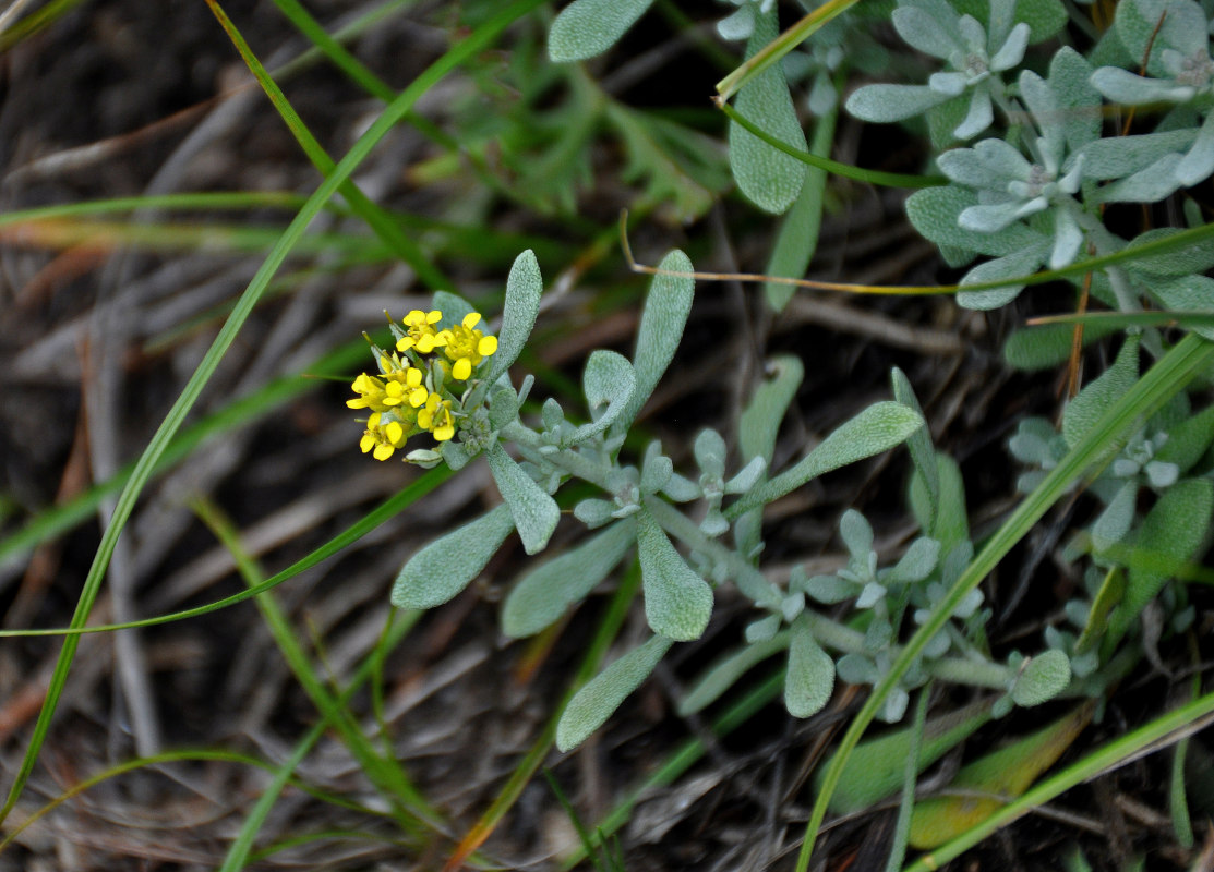 Image of Odontarrhena obovata specimen.