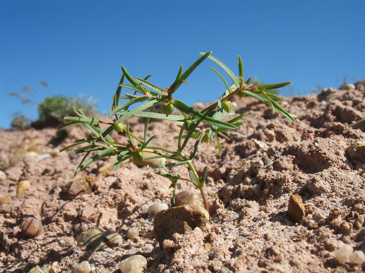Изображение особи Euphorbia sororia.