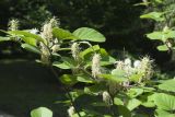 Fothergilla major. Ветви с отцветающими соцветиями. Санкт-Петербург, Ботанический сад БИН РАН, в культуре. 05.06.2019.