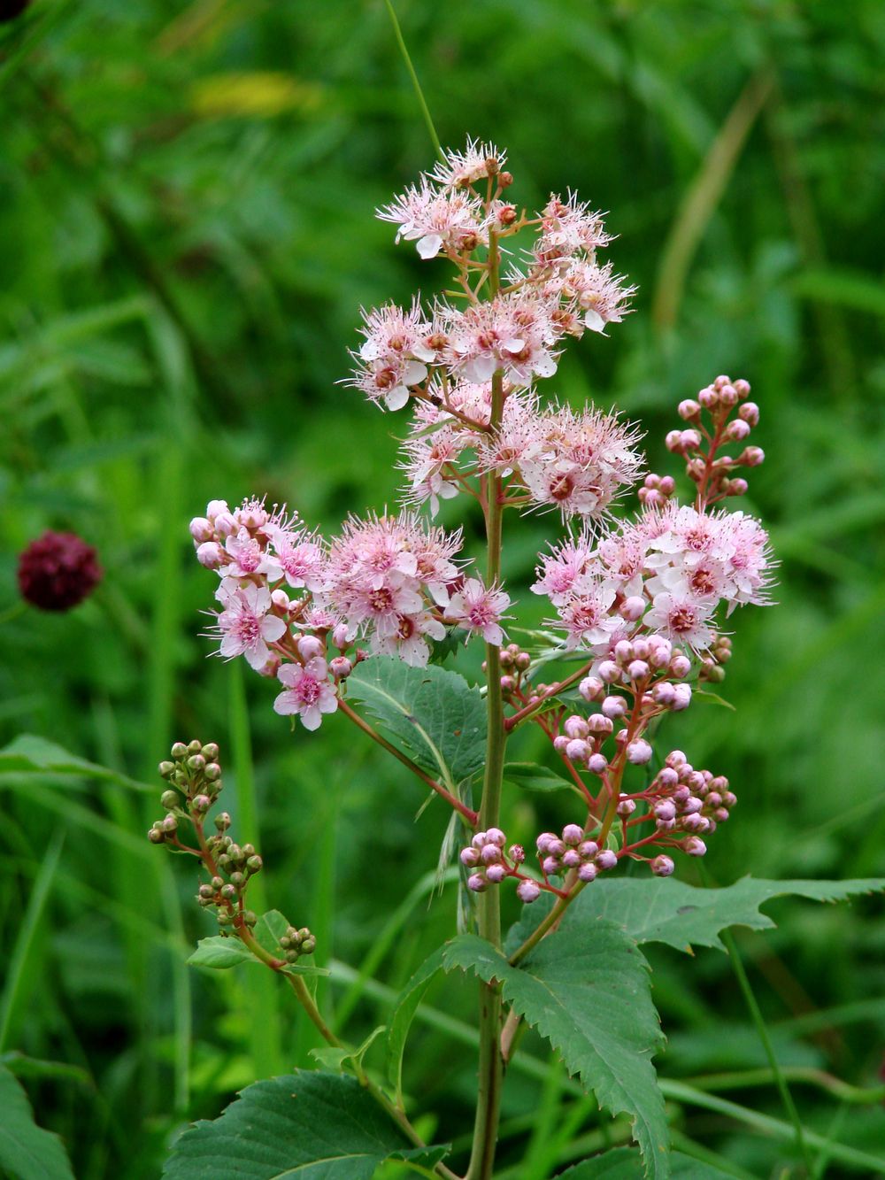 Image of Spiraea salicifolia specimen.