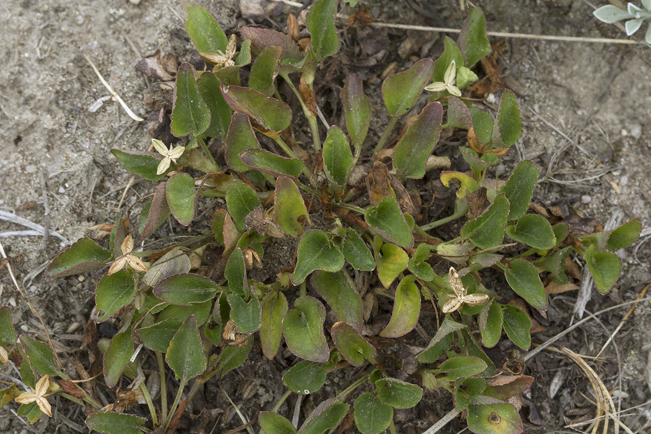 Изображение особи Viola sacchalinensis.