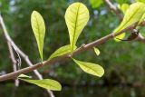 Crescentia cujete
