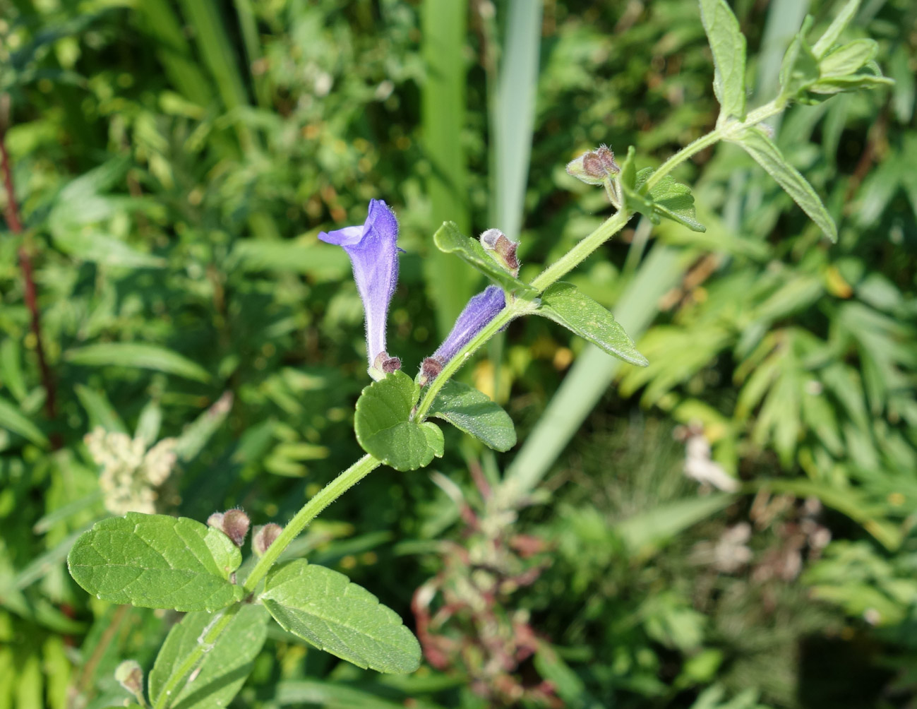 Изображение особи Scutellaria strigillosa.