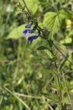 Scutellaria yezoensis