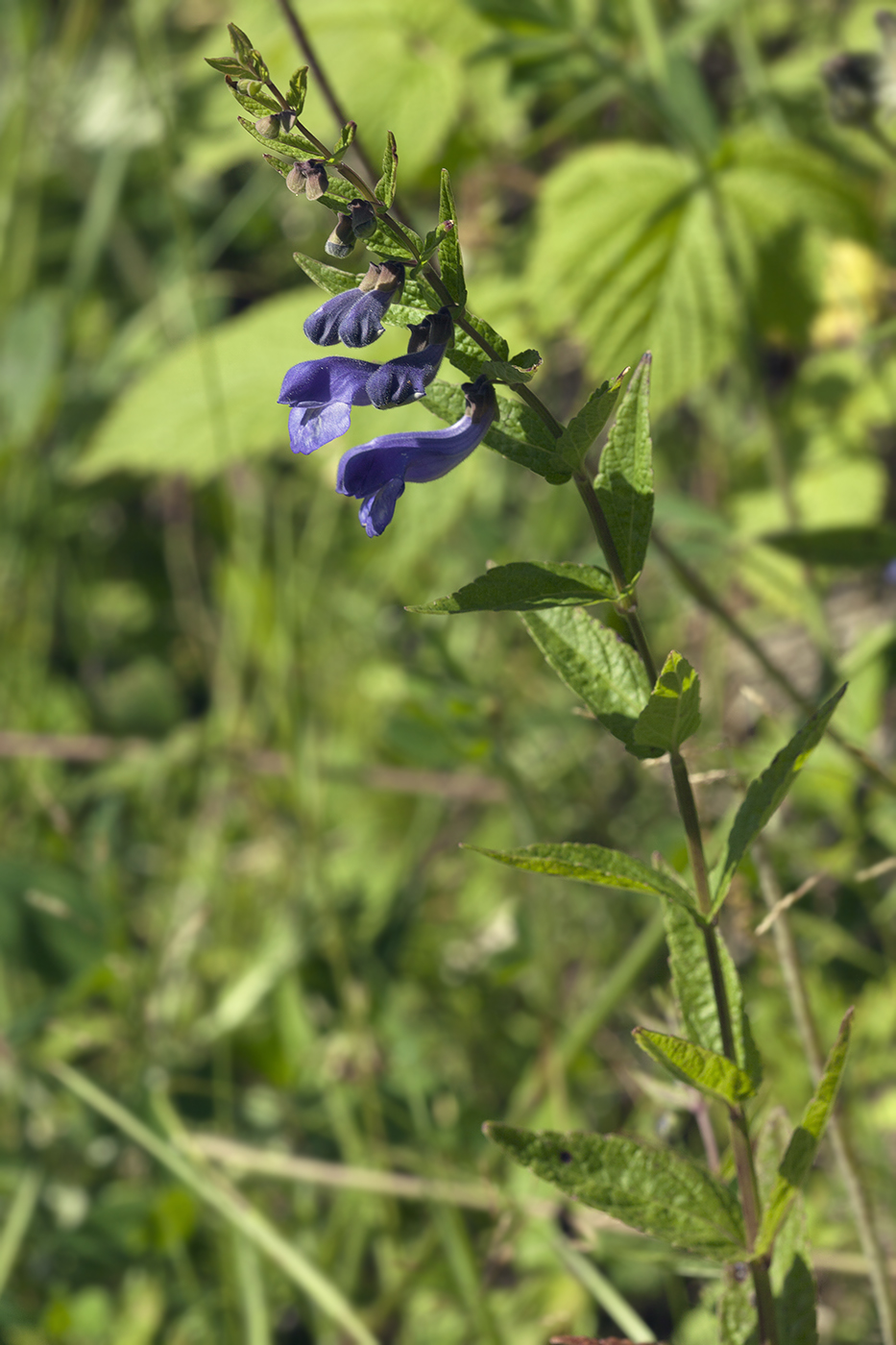 Изображение особи Scutellaria yezoensis.