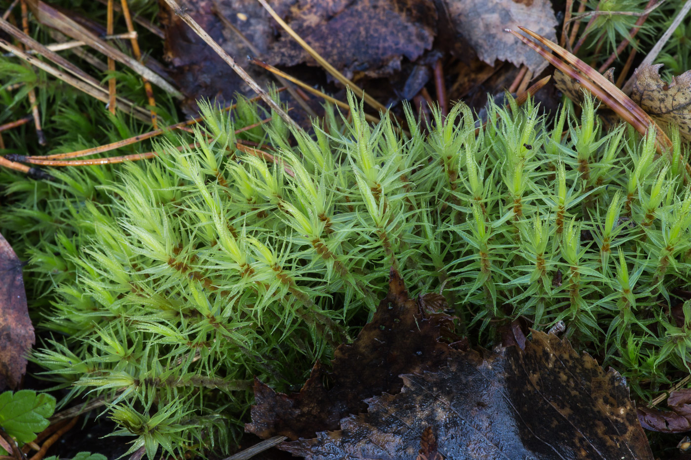 Image of Dicranum polysetum specimen.