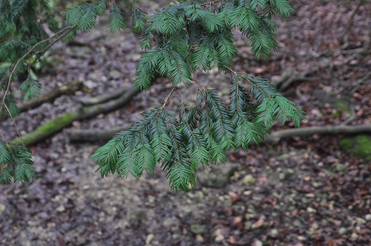 Изображение особи род Taxus.