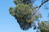 Pinus pinea