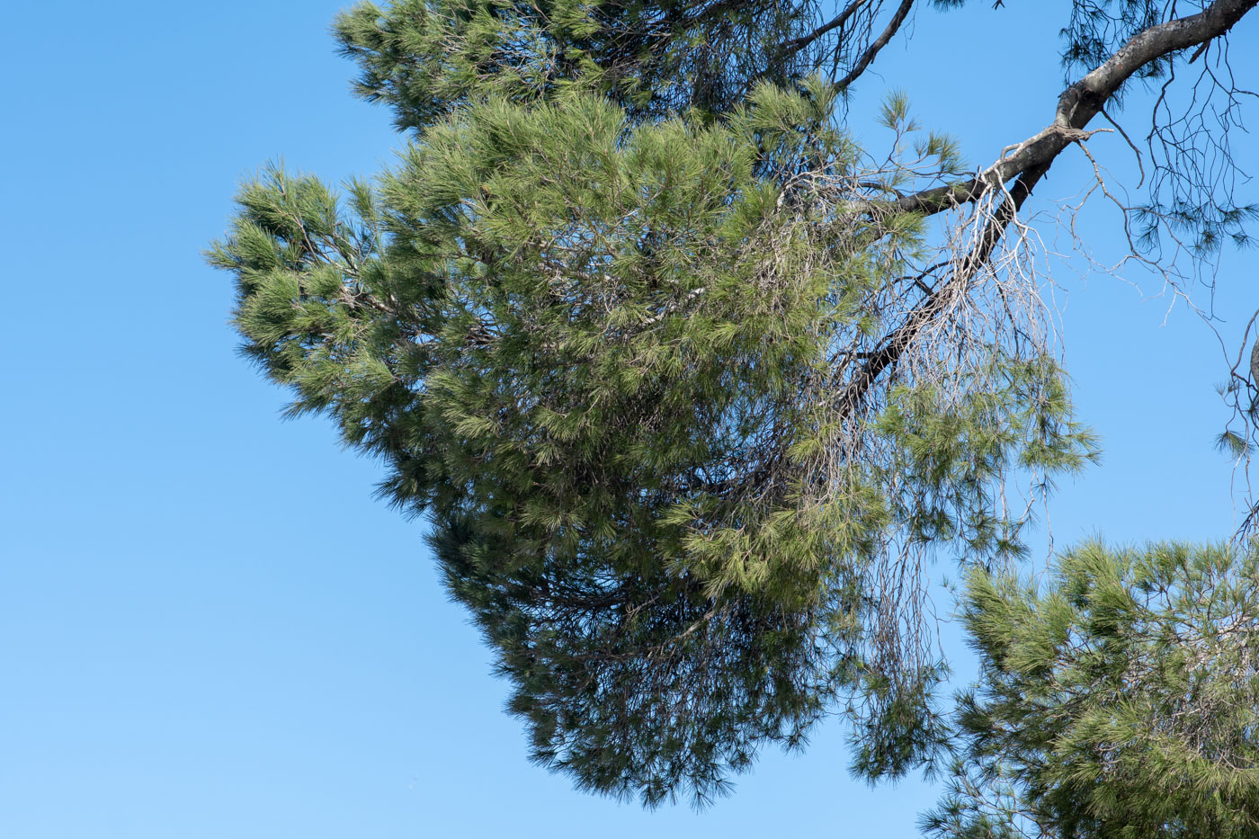 Изображение особи Pinus pinea.