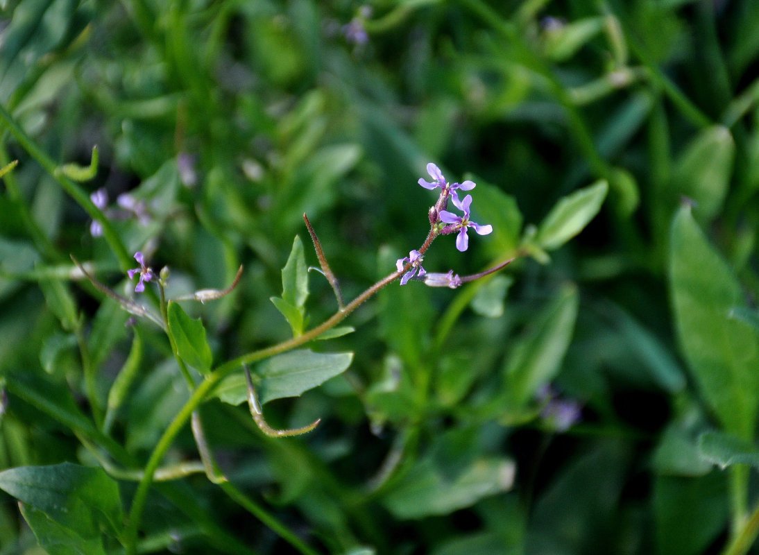 Image of Chorispora tenella specimen.