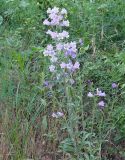 Campanula praealta