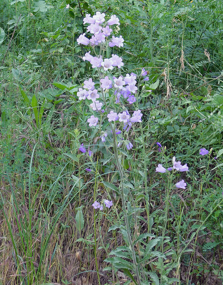 Изображение особи Campanula praealta.