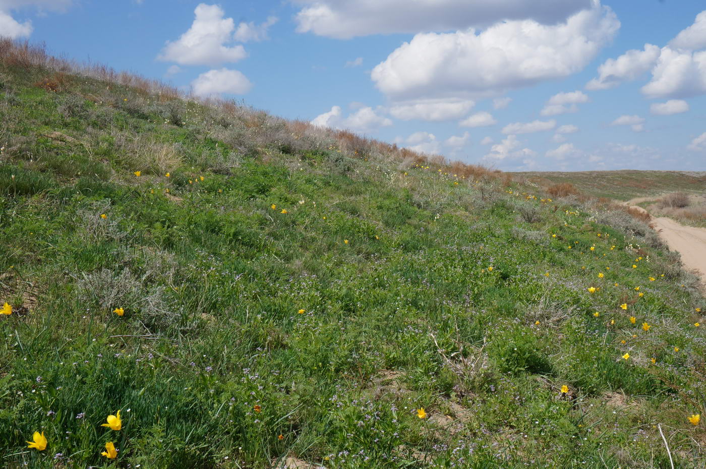 Изображение особи Tulipa kolpakowskiana.